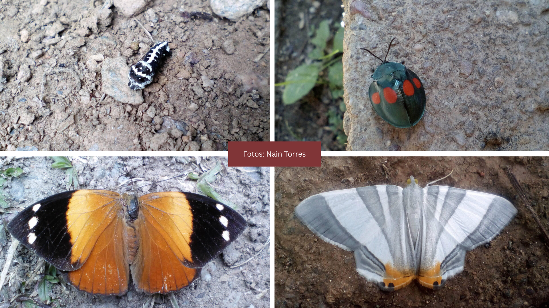 Biodiversidad extraordinaria en La Muralla